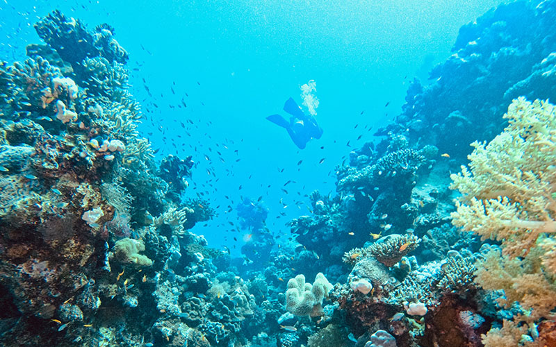 The Canyon dive site Dahab Egypt