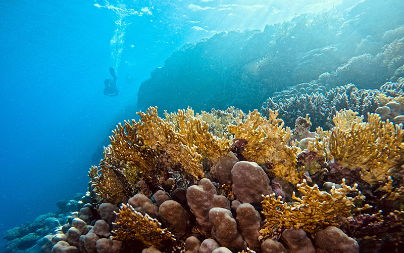Eel Garden dive site Dahab Egypt