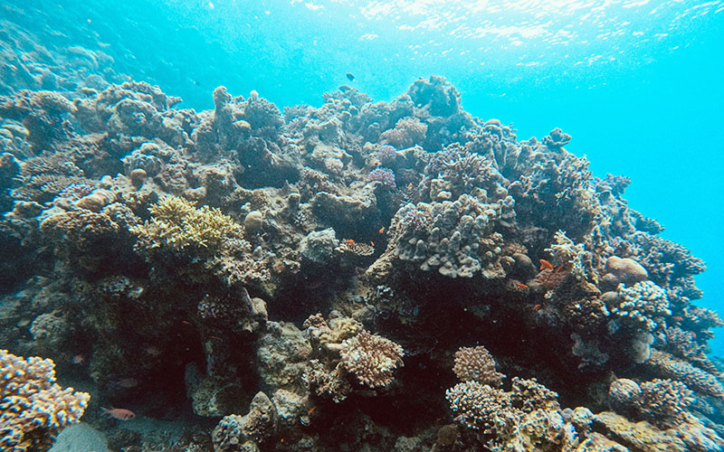 Lighthouse Reef dive site Dahab Egypt
