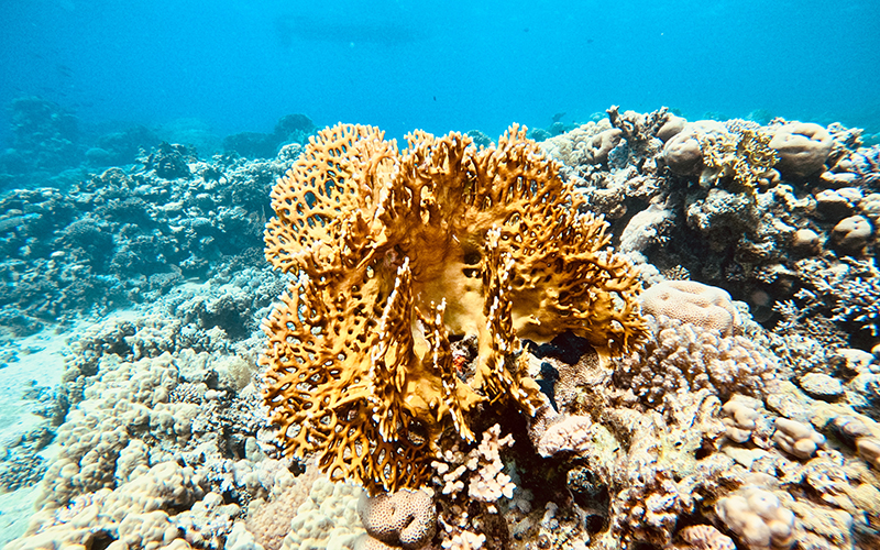 Snorkeling in Dahab Red Sea